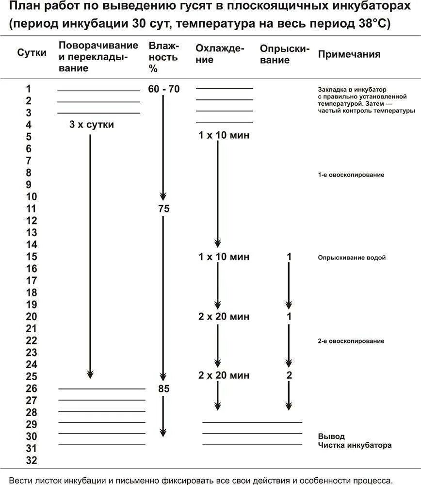 Условия инкубации утиных яиц. Таблица инкубации гусиных яиц. Схема инкубации гусиных яиц в пенопластовых инкубаторах. Таблица вывода гусят в инкубаторе Несушка. Режим инкубации гусей таблица.