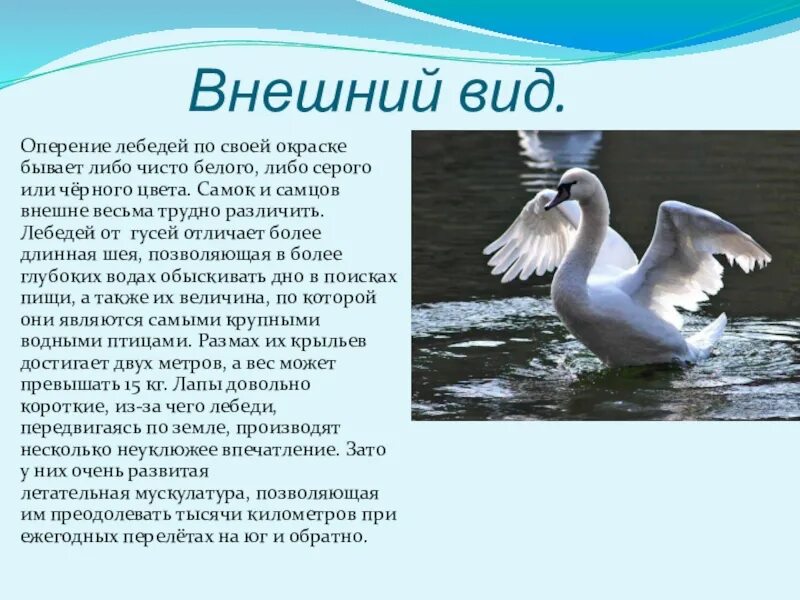 Описание лебедя. Статью о лебедях. Сообщение о лебеде. Сообщение о лебедях. Основная мысль лебеди толстого