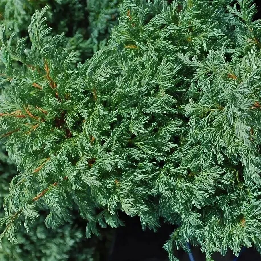 Саженец "Красный клен" Кипарисовик горохоплодный Sungold, Xchsungc2-5v22, с2, 15