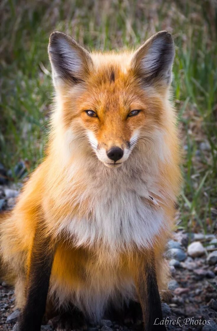 В каком fox. Лиса. Сибирская лиса. Обыкновенная лисица. Разные лисы.