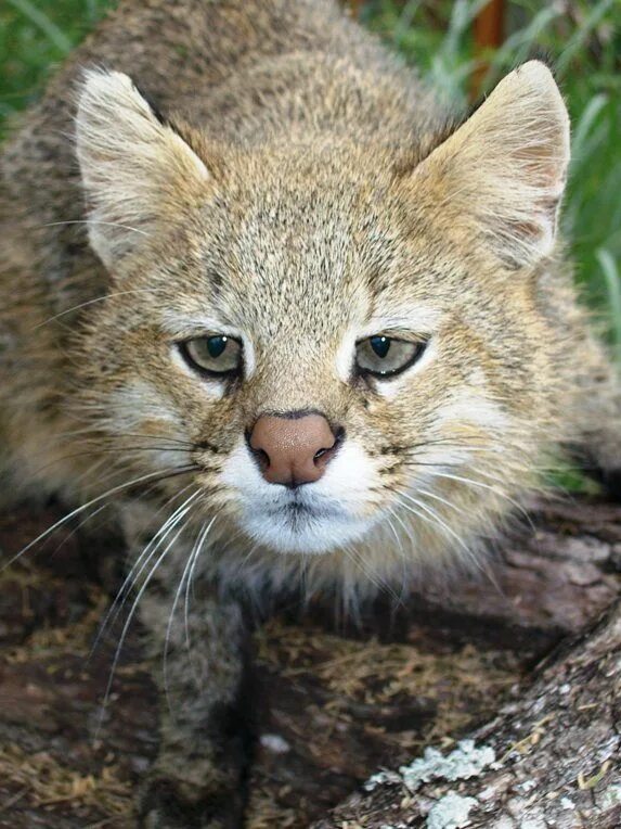 Кошка из лесов америки 6. Пампасская кошка (leopardus colocolo). пампасская кошка (leopardus pajeros),. пампасская кошка паджеро. пампасная кошка в южной америке.
