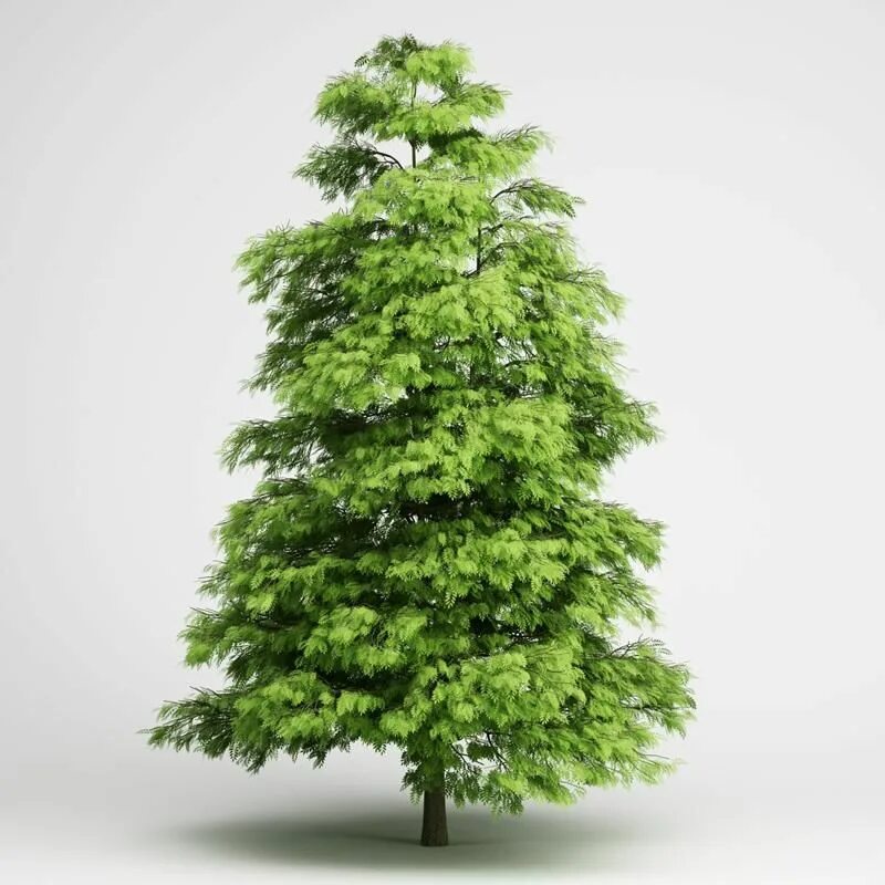 Trees ii