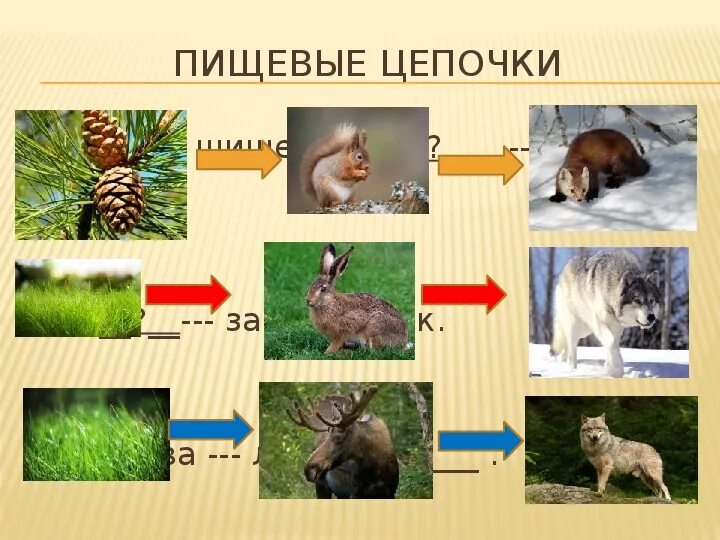 Составить цепи питания тайги. Цепь питания природной зоны Тайга. Цепь питания лесного сообщества Кемеровской области. Цепь питания в тайге 4 класс окружающий мир. Цепи питания кедр Соболь.