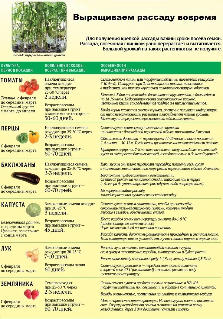 Через сколько всходят семена томатов после посева. Сроки посева овощей на рассаду. сроки посадки семян. таблица посева овощей на рассаду. таблица огородника посадки на рассаду.