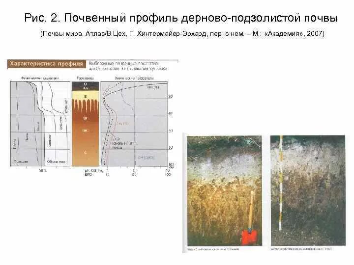 Количество осадков подзолистых почв. Схематично почвенный профиль дерново-подзолистой почвы. описание почвенного разреза дерново-подзолистой почвы. изобразите почвенный профиль (дерново-подзолистая почва).. схемы почвенных профилей дерново-подзолистых почв.