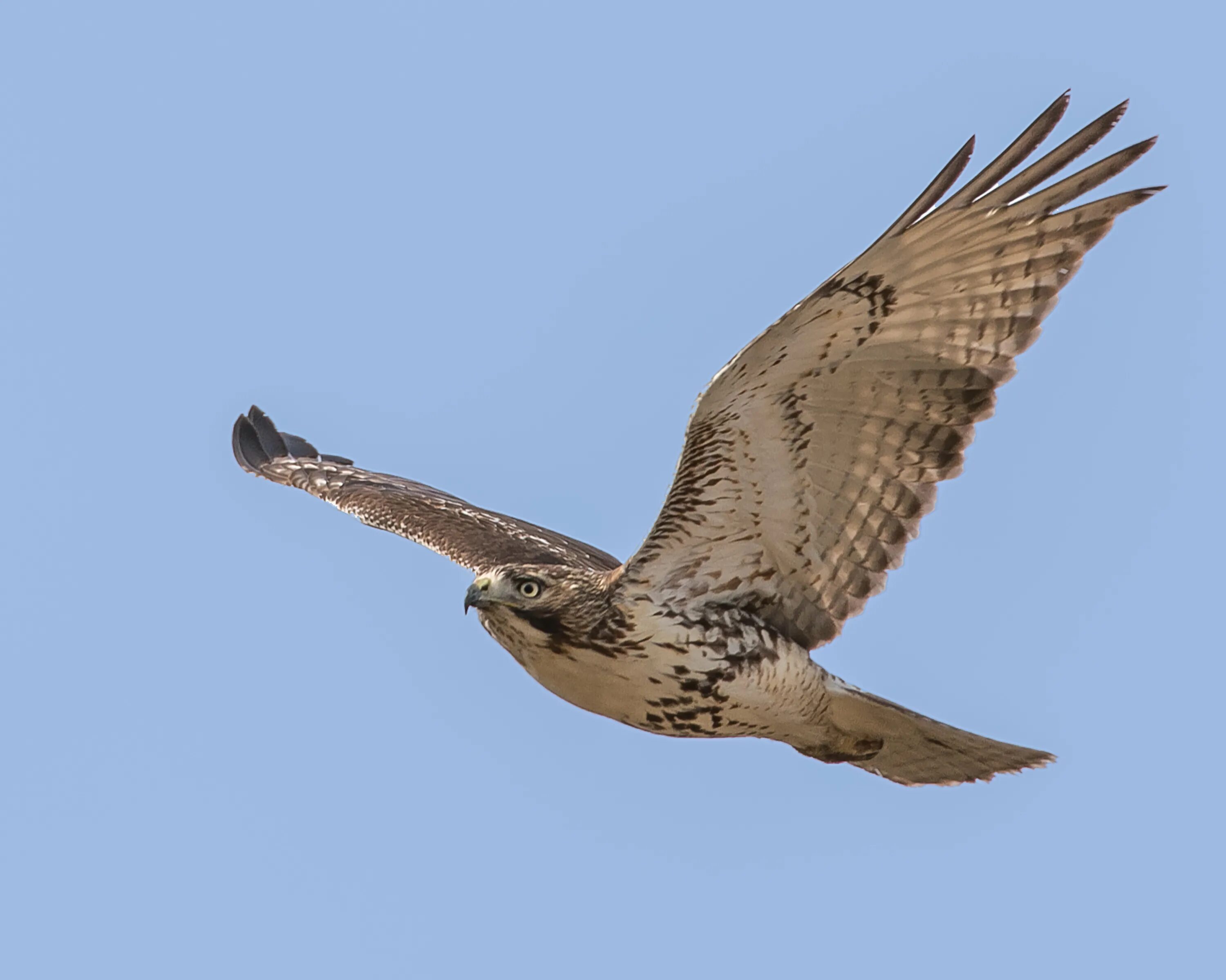 Соколообразные птицы (falconiformes). Сокол орел ястреб канюк. Орел сокол ястреб сапсан. Ястреб ленинградская область. Лунь канюк тетеревятник.
