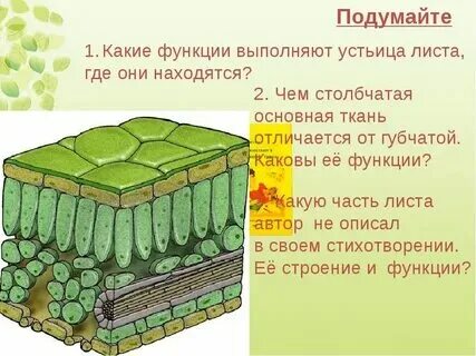 Устьица это какая ткань