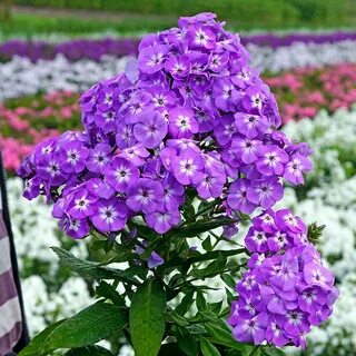 Какие есть флоксы
