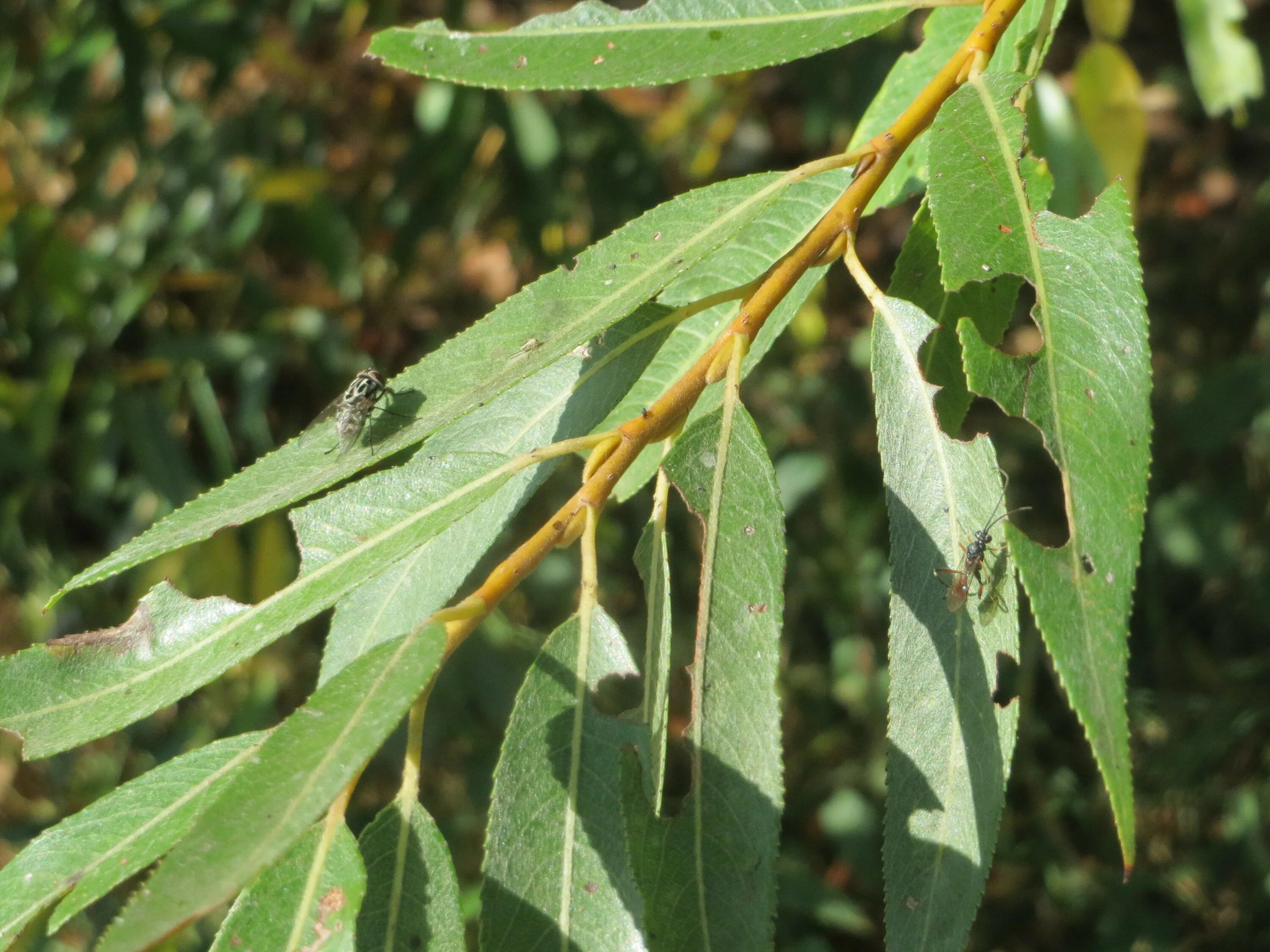 Ива ломкая листья. Ива белая (Salix Alba). Ива белая — Salix Alba семена. Salix Alba листья. Форма листа ивы