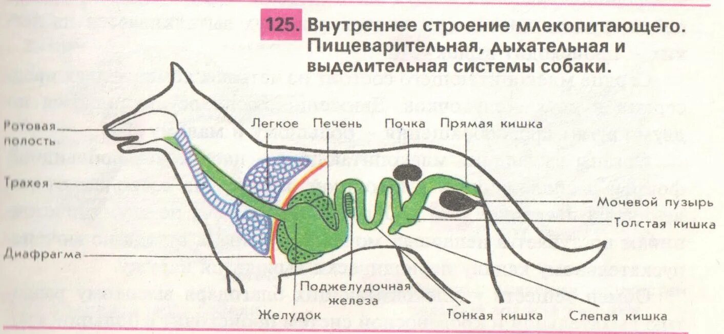 Функция трахеи у млекопитающих. Внутреннее строение собаки. пищеварительная система млекопитающих. пищеварительная система млекопитающих схема. органы пищеварительной системы млекопитающих.