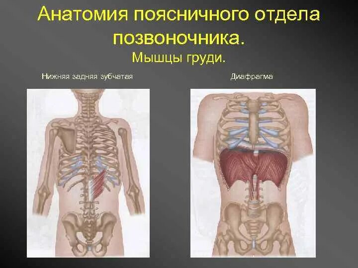 Органы в пояснице. Анатомия поясничного отдела. Поясничный отдел позвоночника анатомия. Мышцы поясничного отдела позвоночника анатомия. Анатомия поясничного отдела ориентиры.