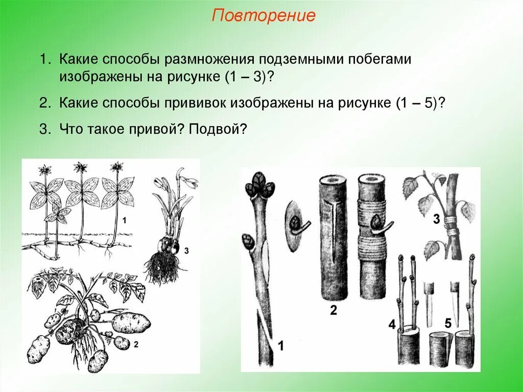 Размножение прививкой рисунок. Растения размножающиеся прививкой. Прививка растений вегетативное размножение. Вегетативное размножение прививкой. Размножаться и е