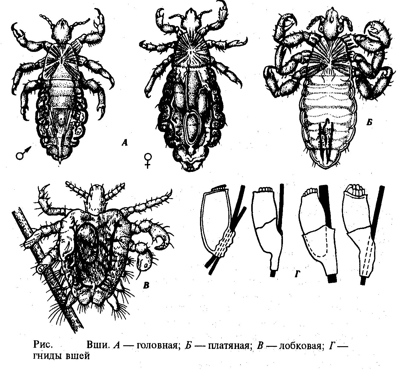 Платяная вошь отряд. Морфология вшей Pediculus. Головная и платяная вошь. Самка головной вши рисунок