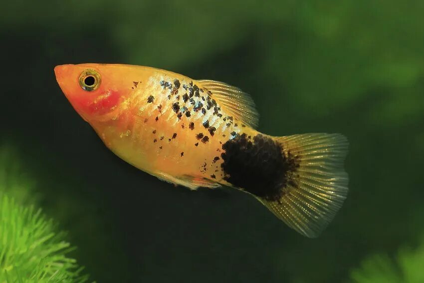 Platy