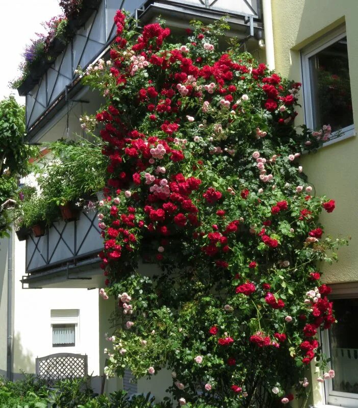 Вбю. Плетистые розы. Плетистые розы на балконе.