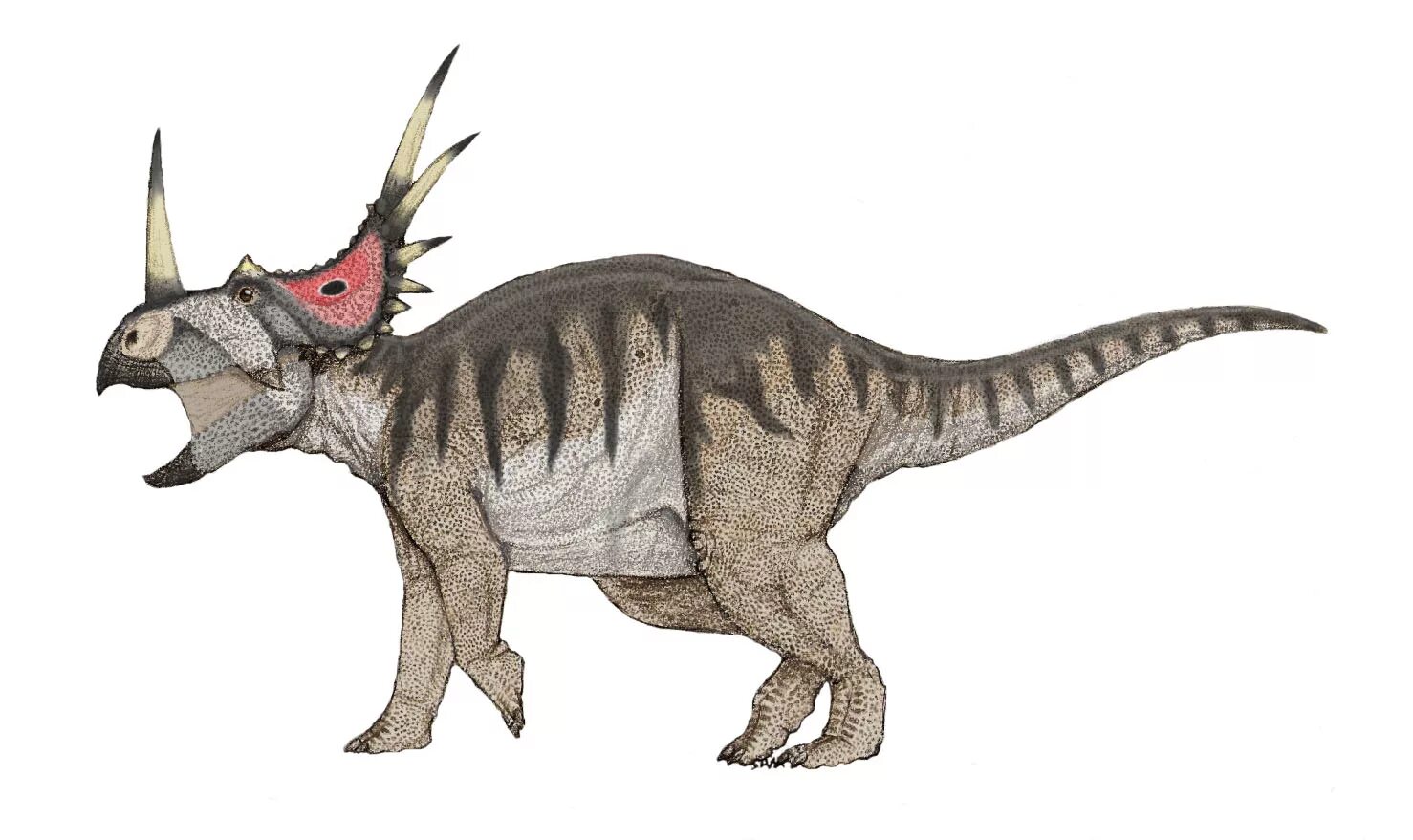 Styracosaurus albertensis. Стиракозавр травоядный. Протоцератопс Трицератопс Стиракозавр. Динозавр с воротником. Динозавр с рогом на голове