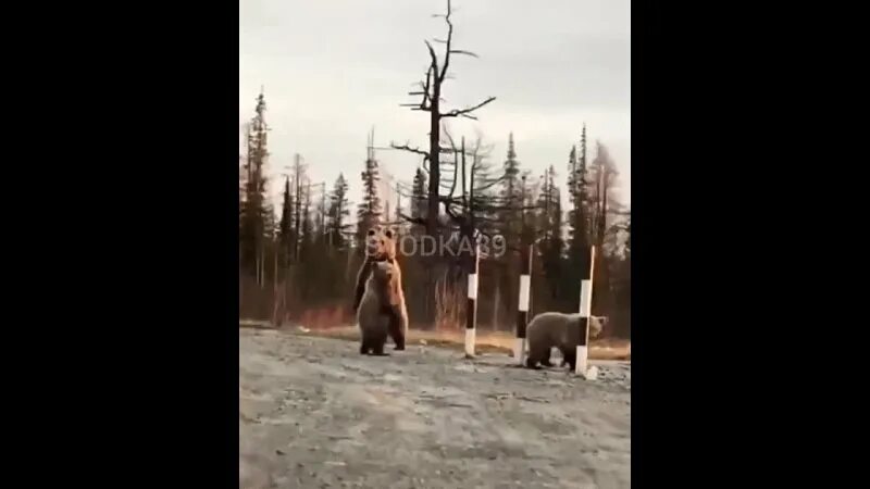 погода новозаполярный тазовский. новозаполярный тазовский. погода новозаполярный тазовский. янао поселок новозаполярный. ямбург вахтовый поселок газпром.