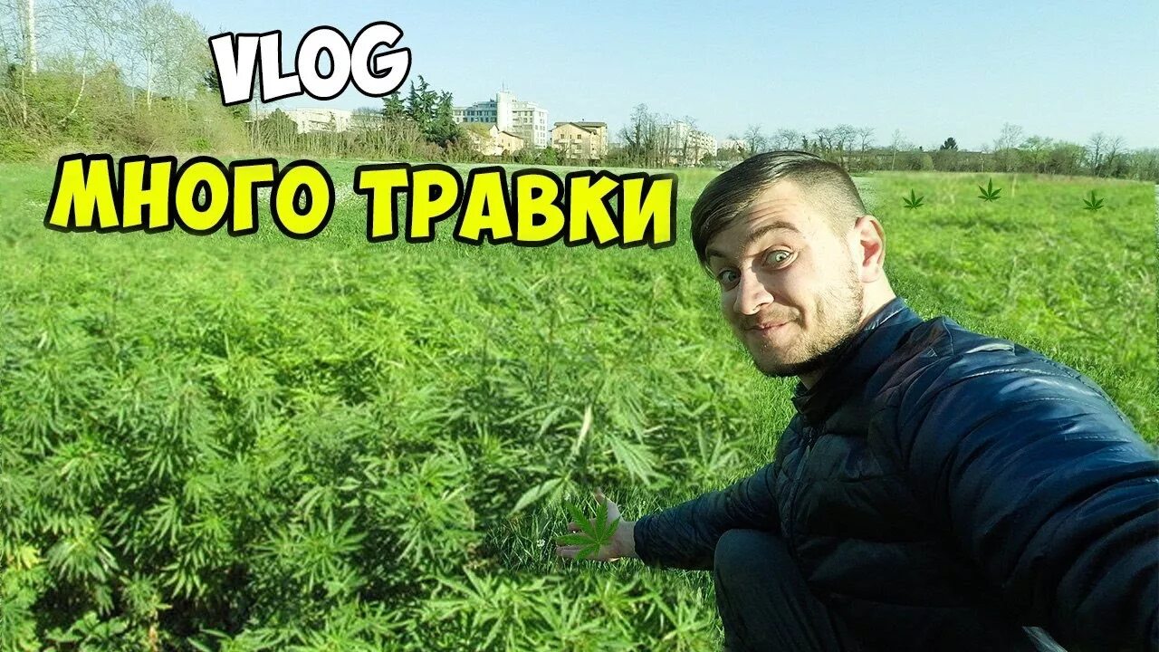 Первая съедобная трава весной. Делаем огород без травы. Песня ютуб травы травы. Песня ютуб травы травы. Спас трава.