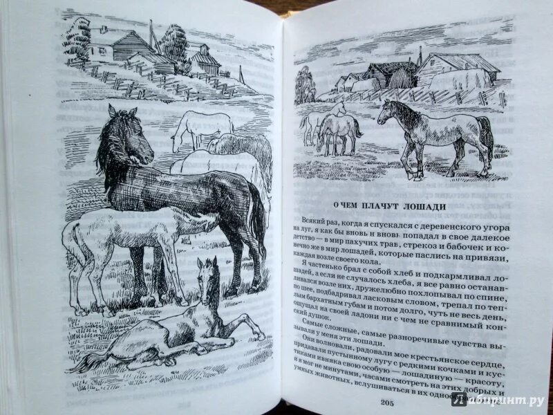 Абрамов о чем плачут лошади читать полностью. Абрамов фёдор Александрович о чем плачут лошади. О чем плачут лошади. Абрамова о чем плачут лошади. О чем плачут лошади книга.
