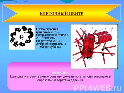 Клеточный центр принимает участие