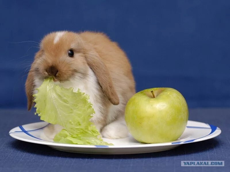 Еда для кроликов. Кролик кушает. Что кушают декоративные кролики. Что едят зайцы. Можно ли кролику кушать
