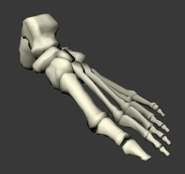 Bone 3d