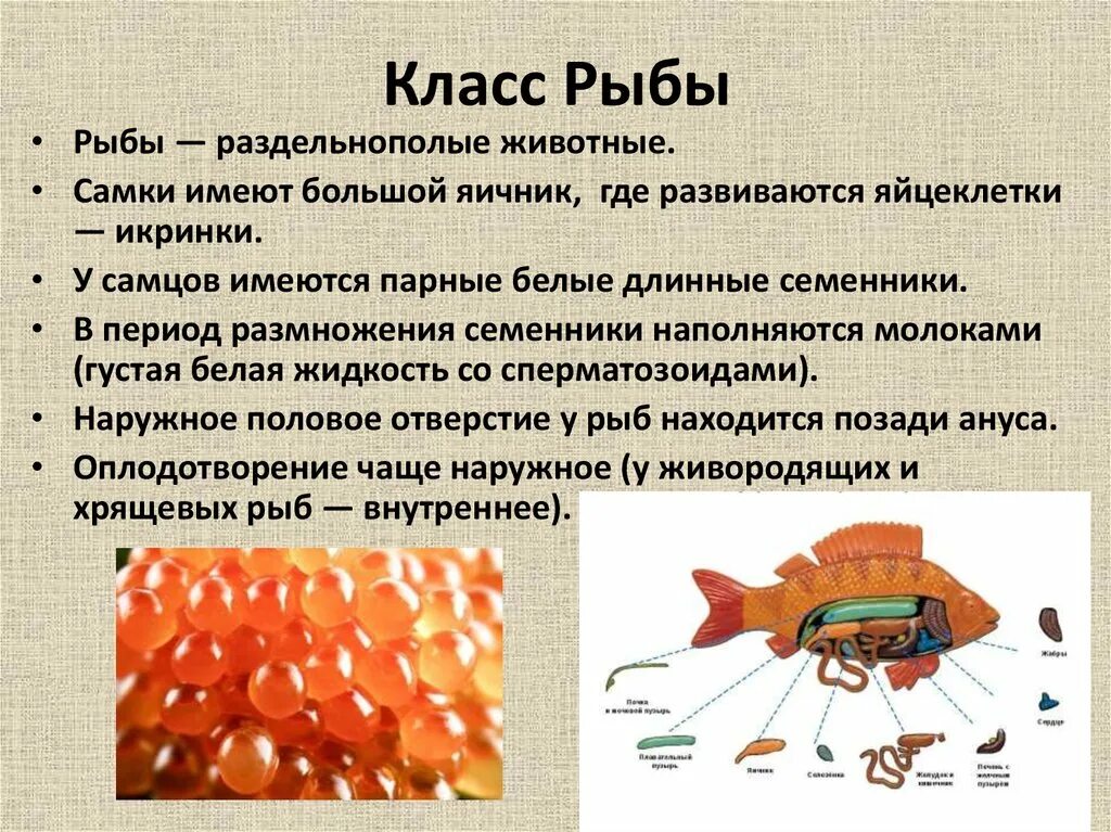 Как выглядят органы размножения у рыб Pin by traballobioloxiafisterra on Peixes