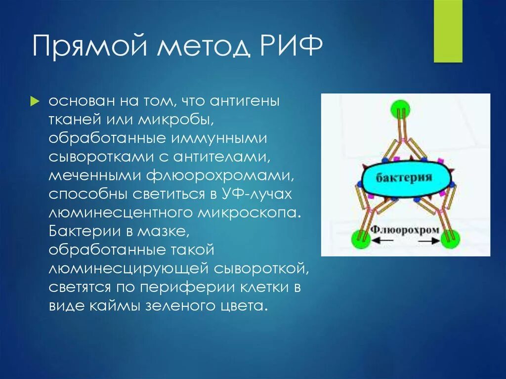 Прямой метод цель. Прямой метод риф. Реакция непрямой иммунофлюоресценции мето. Прямой метод риф антигены. Прямая риф.