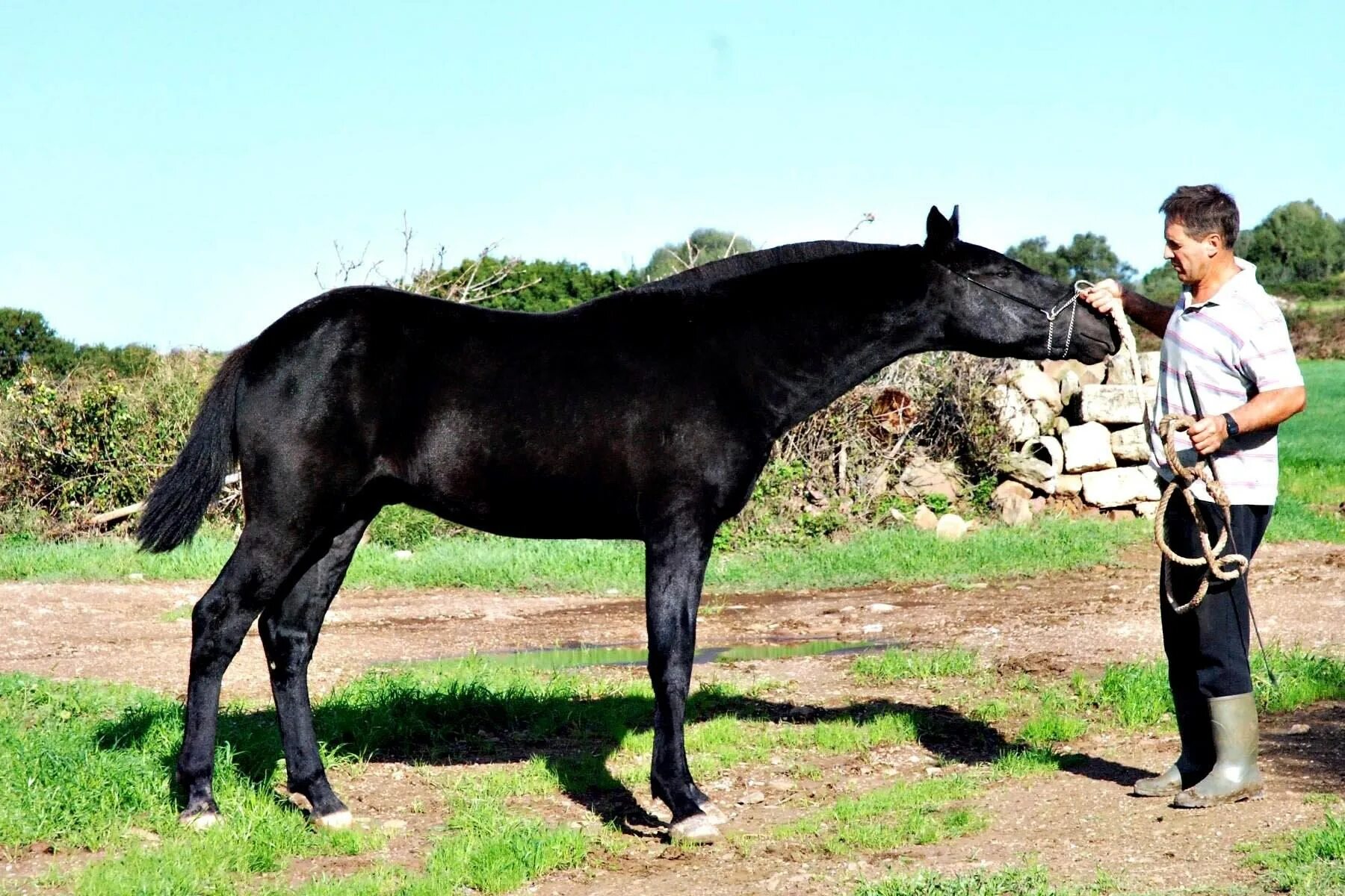 Карачаевская лошадь купить
