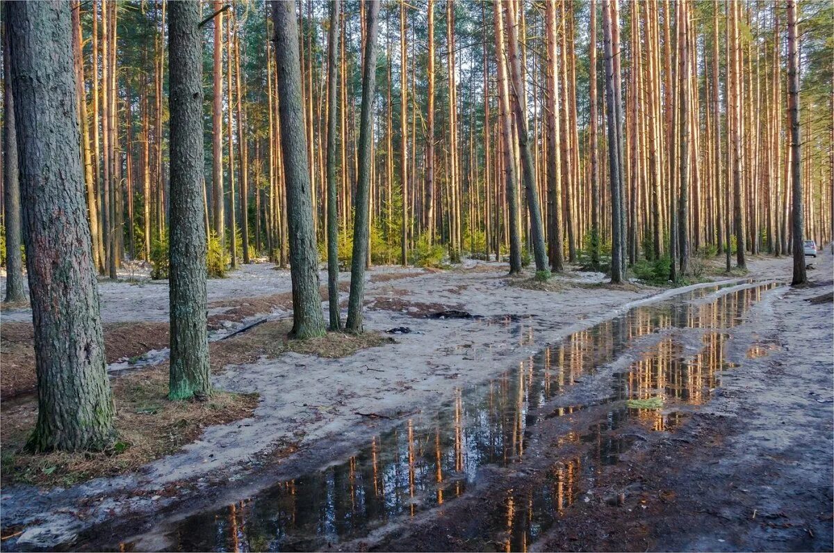 Хвойные в апреле. Сосновый лес Каялов Бор. Лес Сосновый Бор Марий Эл. Сосновый Бор Новосибирск болото.