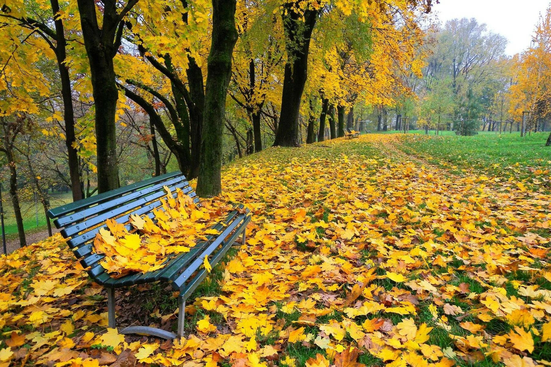 Красивый осенний листопад. Осень в парке. осенний листопад. осень листопад. золотая осень в парке.