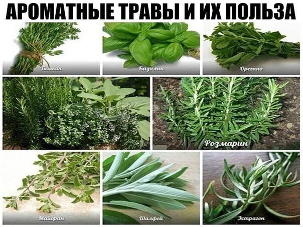 Пряные список