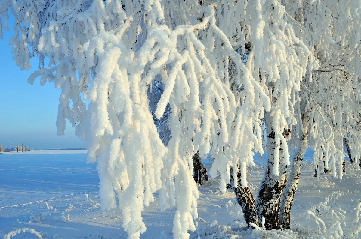 Звоны мерзлые. Береза зимой. Деревья в снегу. Иней на деревьях. Снежная бахрома на деревьях.