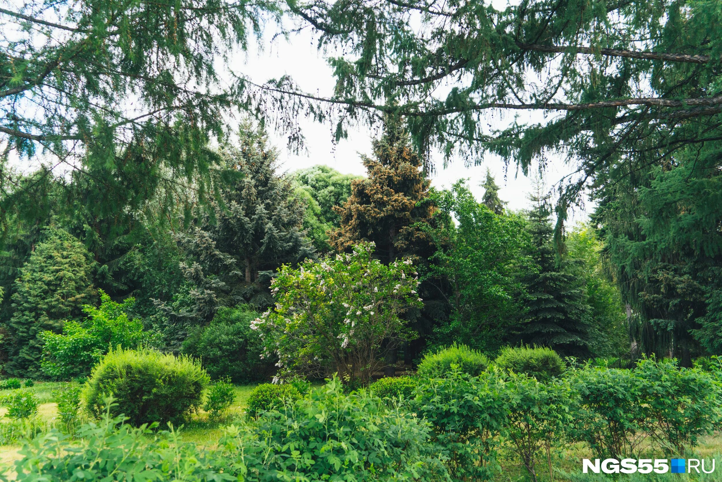 Парк дендрарий ульяновск. Дендропарк тольятти. Кластерный дендрологический парк вниалми. Дендропарк ульяновск официальный сайт. Парк дендрарий ульяновск.