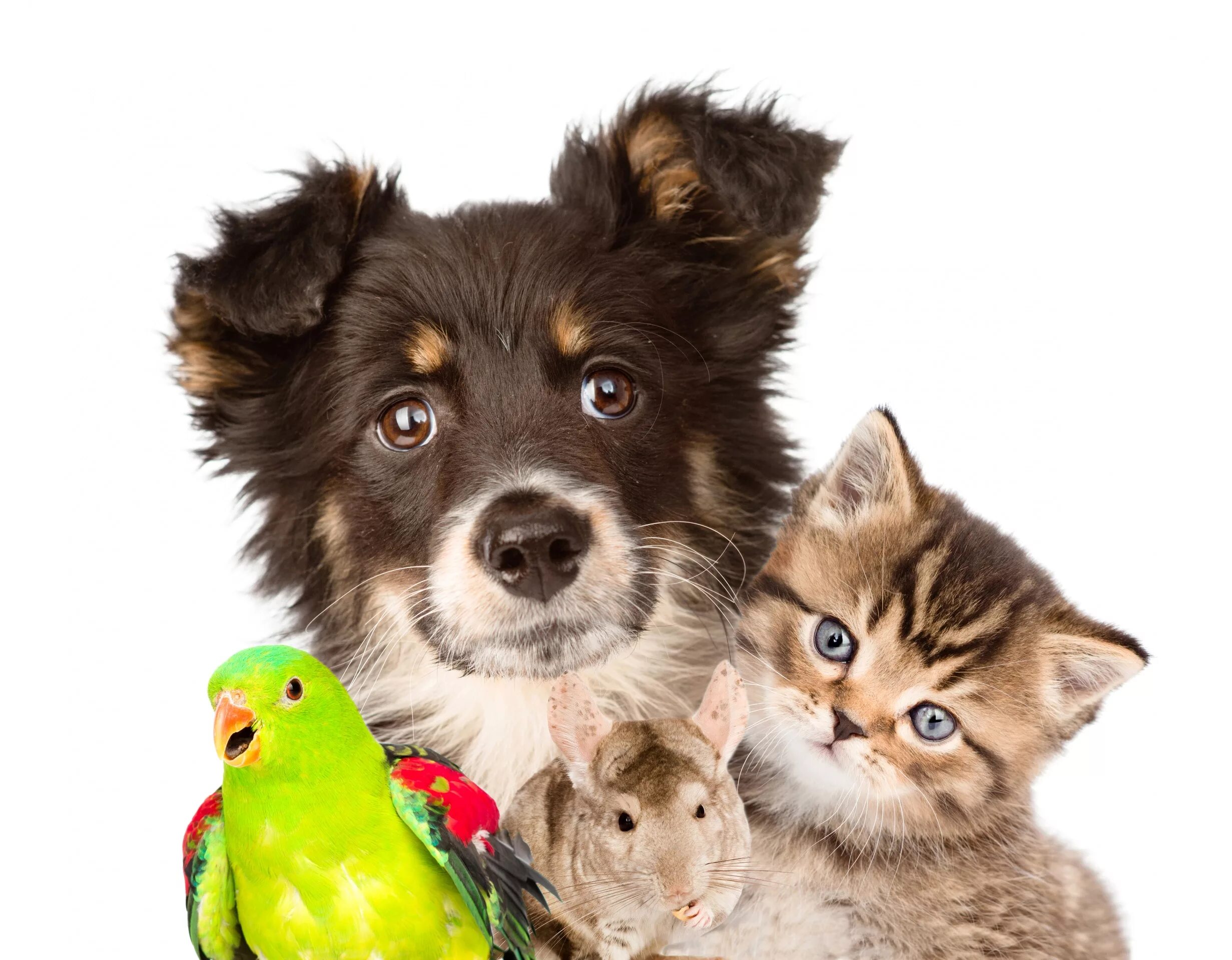 Hen dog cat. Счастливая собака. Домашние любимцы. Hen dog cat. Красивые собаки и кошки.