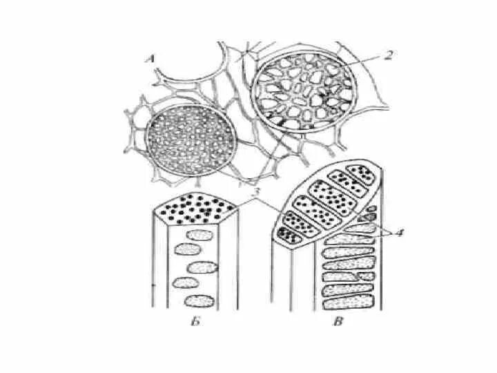 В клетках стебля лопуха. Ситовидные клетки рисунок. Ситовидные трубки рисунок. Ситовидные трубки в разрезе. Клетка проводящей ткани растений рисунок.