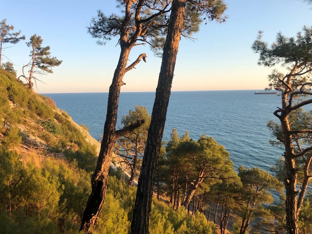 Сосна пицундская краснодарский край. Джанхот голубая бездна кемпинг. Сосновая роща пицундской геленджик сосны. Дивноморское джанхот голубая бездна. Сосновый краснодарский край.