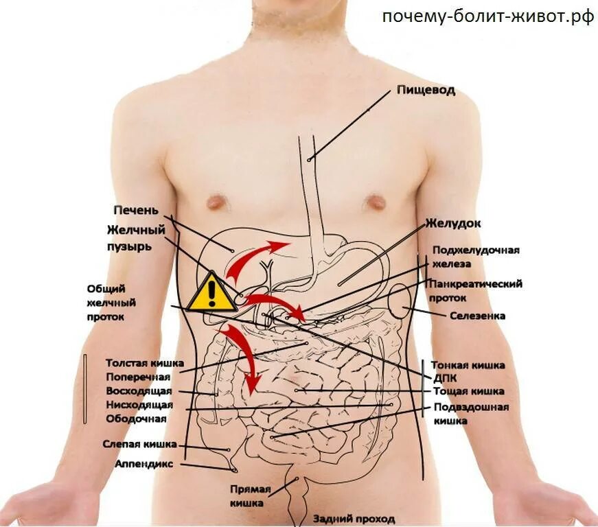 Боль внизу справа у мужчин причины. Болит справа сбоку внизу. Болит с правой стороны под ребрами спереди. Болит левый бок. Боль в левом боку.