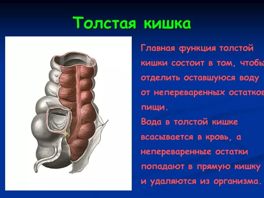 Толстая кишка функции. Функции Толстого кишечника. Основная функция Толстого кишечника. Функции толстой кишки у человека.