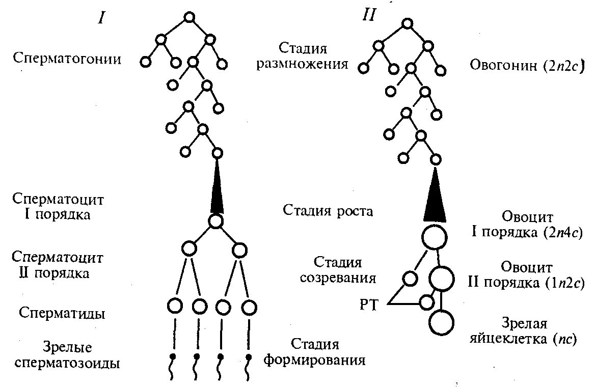 2. Гаметогенез. Сперматогенез. Схема овогенеза и гаметогенеза. Набор генетического материала и Тип половых клеток. Гаметогенез сперматогенез схема. Особенности гаметогенеза