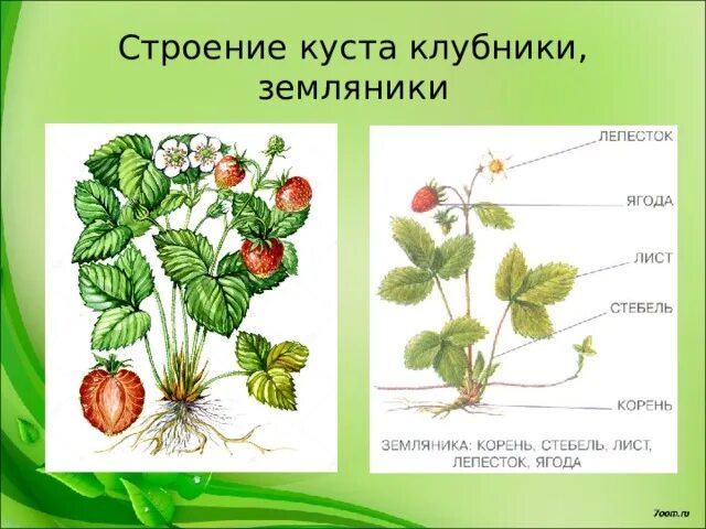 Внешнее строение земляники. Внешнее строение земляники