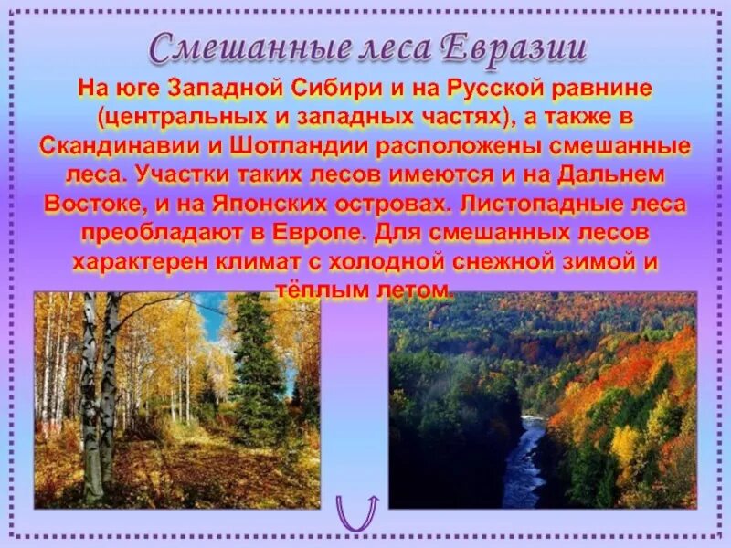 В смешанных лесах преобладают. Смешанные леса евразии. смешанных лесов в евразии. смешанный лес. смешанный лес евразии.