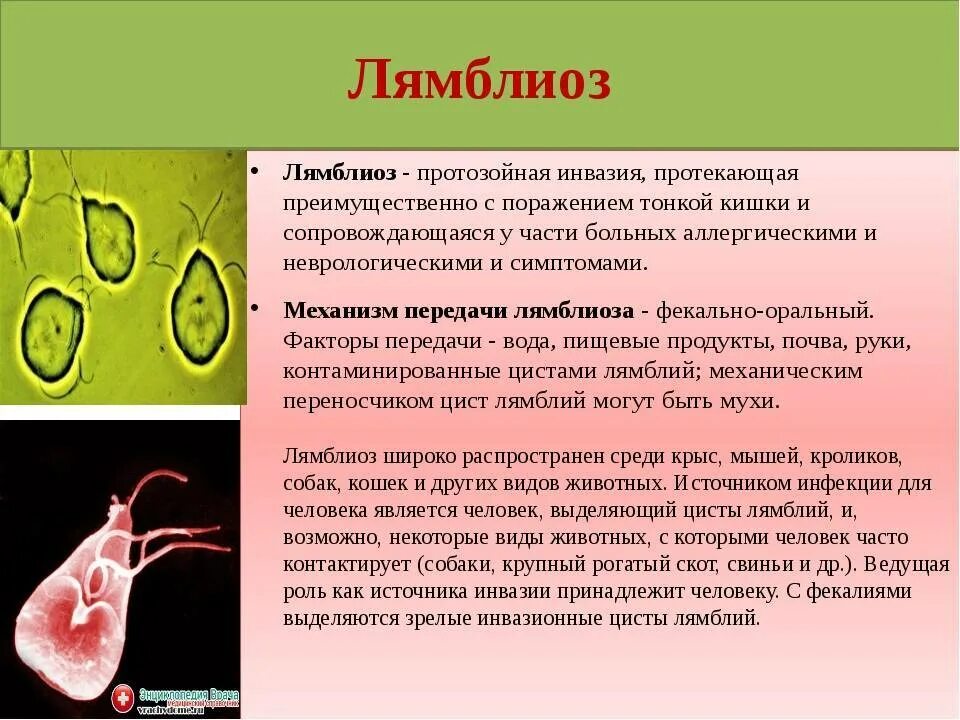 Хиликтабактери что это. Возбудители протозойных кишечных инвазий лямблиоз. Лямблии переносчики болезней. Одноклеточные паразиты лямблии. Паразит лямблия симптомы.