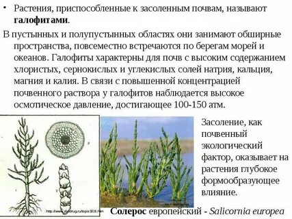 Почвенные растения приспособления