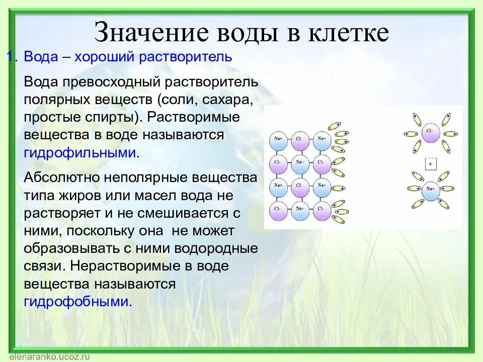 Вещество значение в биологии. Значение воды в клетке. биологическая роль воды в клетке. значение соды в клетке. значение соды в клеике.