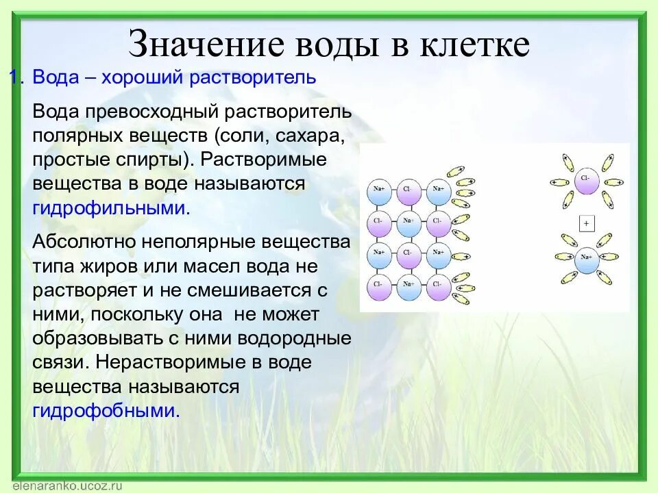 Химические соединения биология. Роль воды в жизни клетки. Значение воды в елнткн.