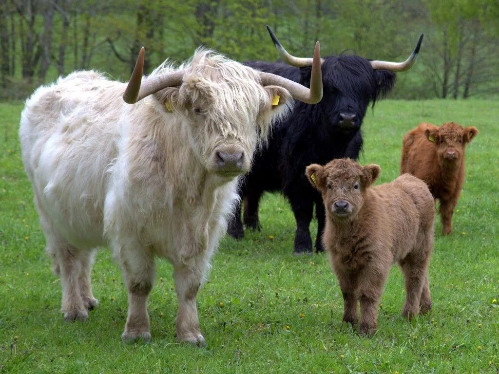 Шотландские коровы хайленд. Шотландский бык хайленд. Шотландские коровы породы хайленд. Корова хайленд (Highland Cattle).