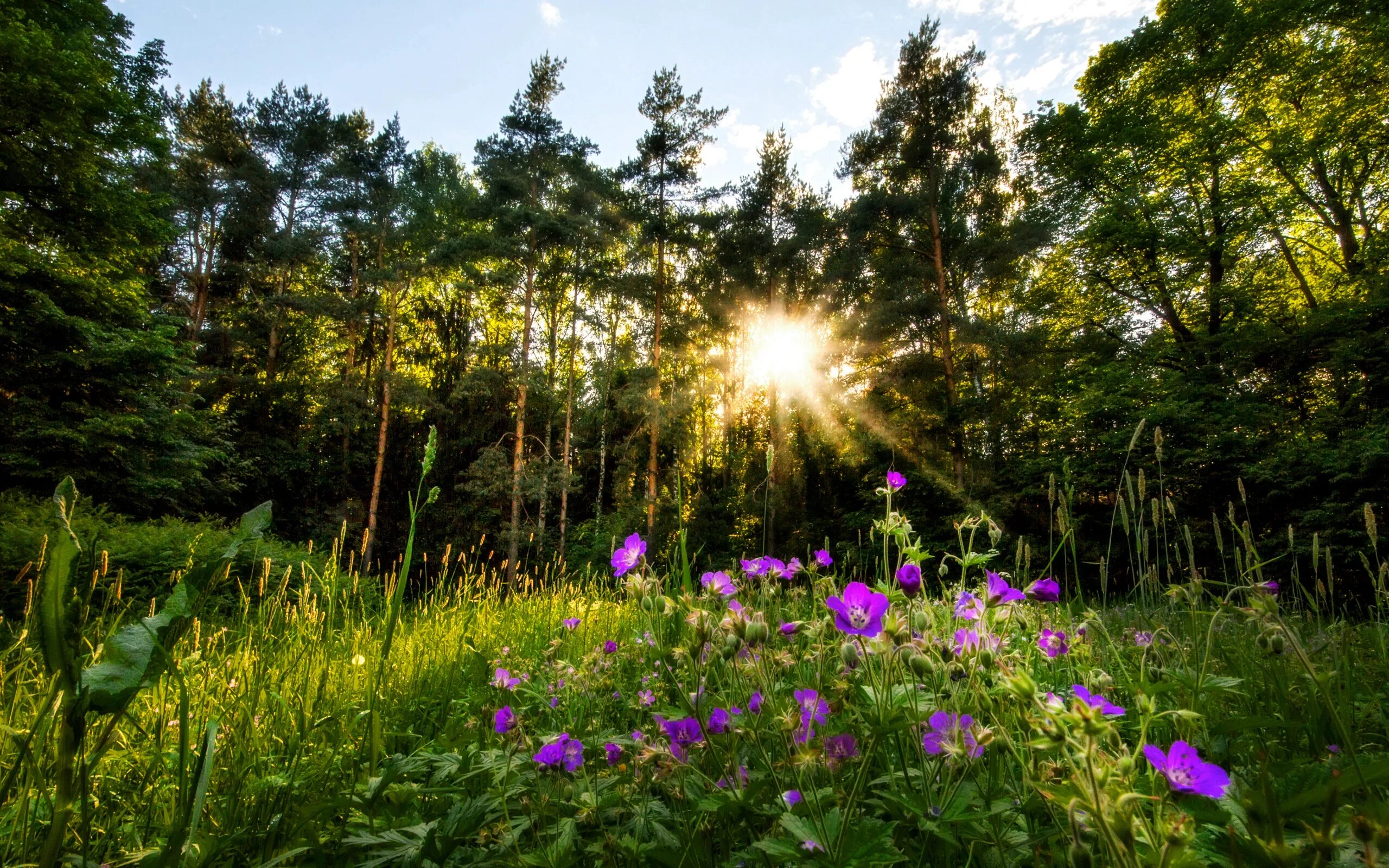 Природа Южного Урала Солнечная Поляна. Поляна в лесу. Лето в лесу. Лесная Поляна с цветами. Звуки природы днем