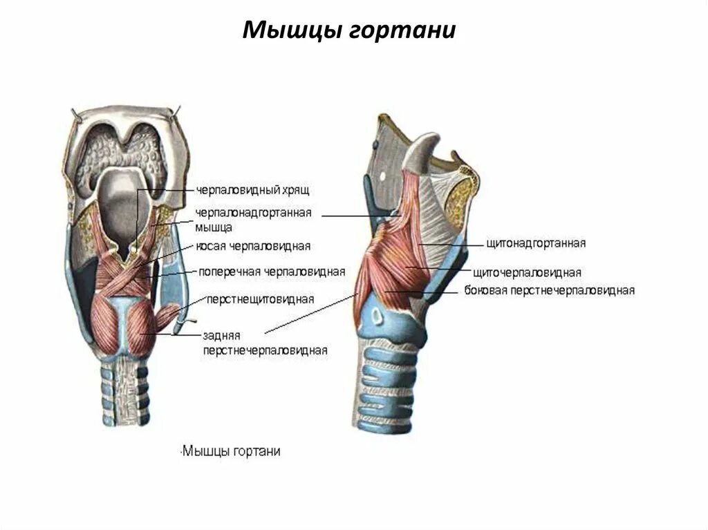 На рисунке изображено строение гортани выберите две. Гортань мышцы анатомия строения. Гортань анатомия дыхательная система мышцы. Мышцы суживающие просвет гортани. Мышцы гортани схема анатомия.