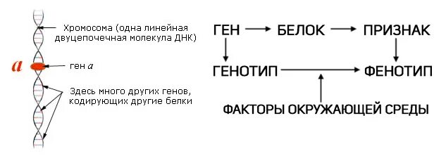 ДНК ген белок. Ген хромосома ДНК. ДНК ген белок признак. Гены схема.